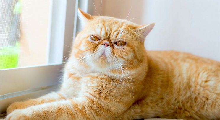 Portrait of Disdainful Cat, associate professor, hometakeover studies